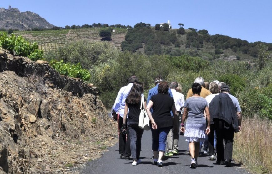 Randonnée découverte d’un vignoble de Banyuls et de ses chais