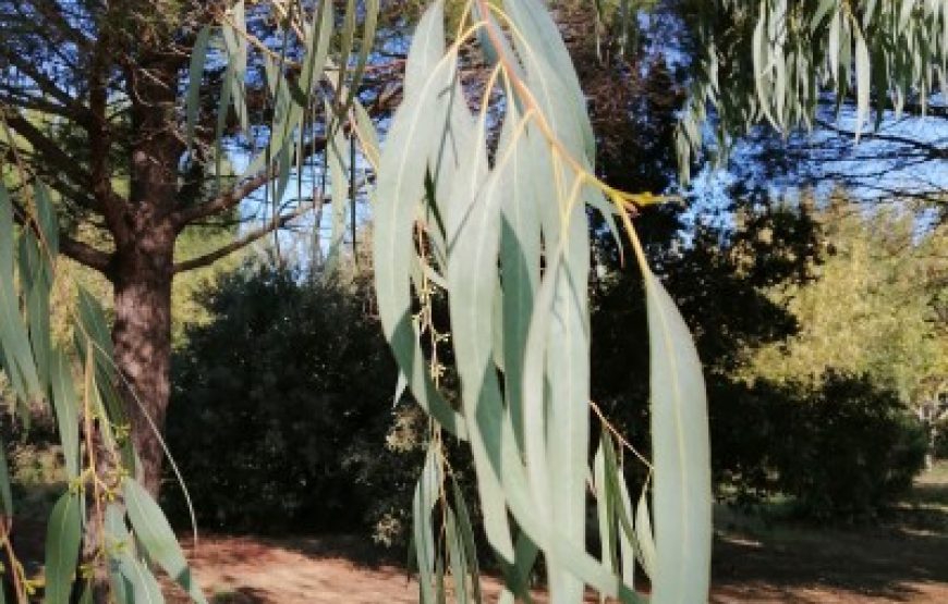 À la découverte des plantes médicinales à l’Arboretum