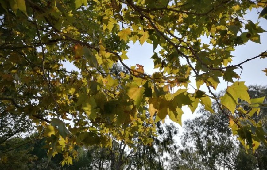 À la découverte des plantes médicinales à l’Arboretum