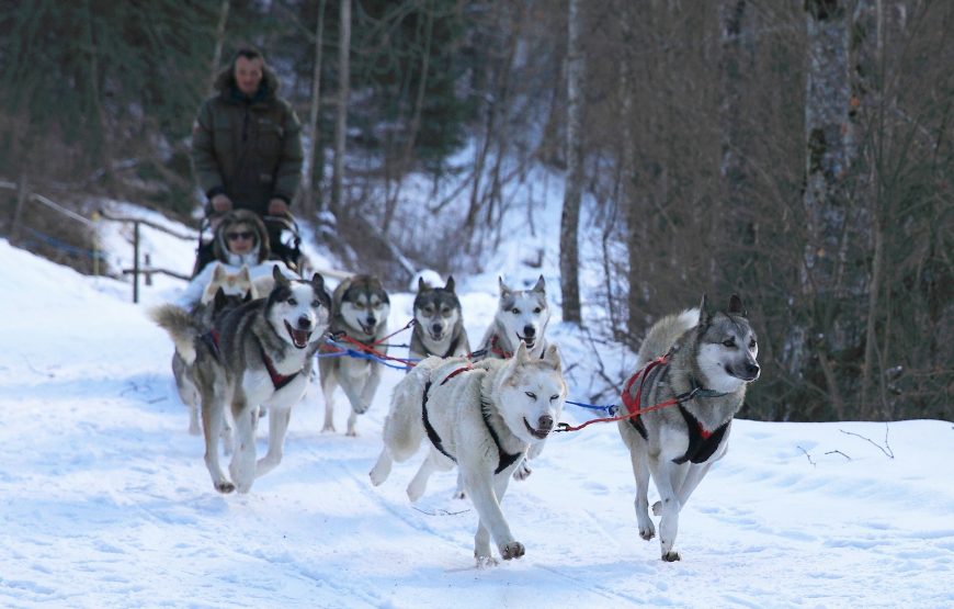 Devenez Musher le temps d’une petite rando