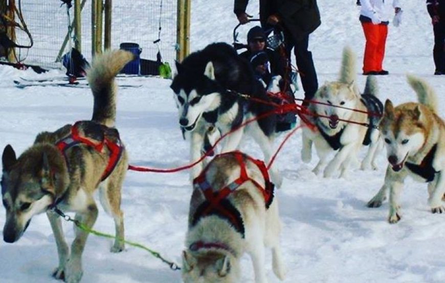 Initiation à la conduite de chiens de traineaux