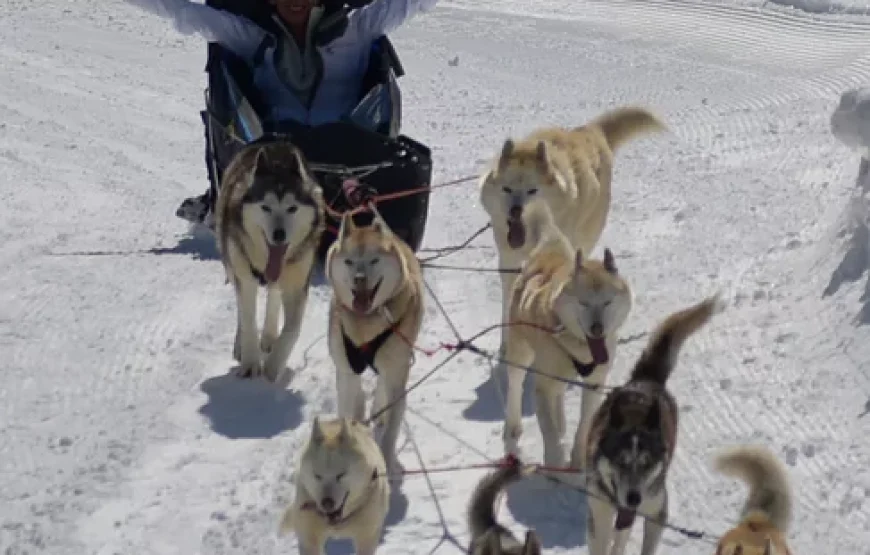 Cours pour maitriser un attelage canin