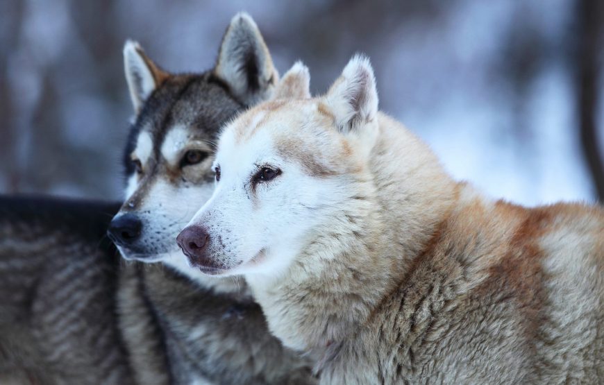 Osez une grande rando dans la peau d’un Musher