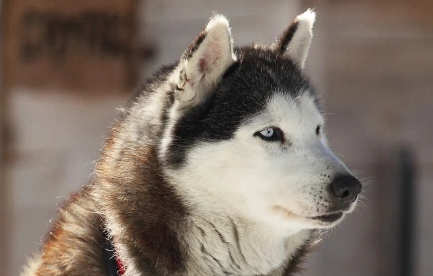 Baptême en chiens de traineaux à Porté-Puymorens