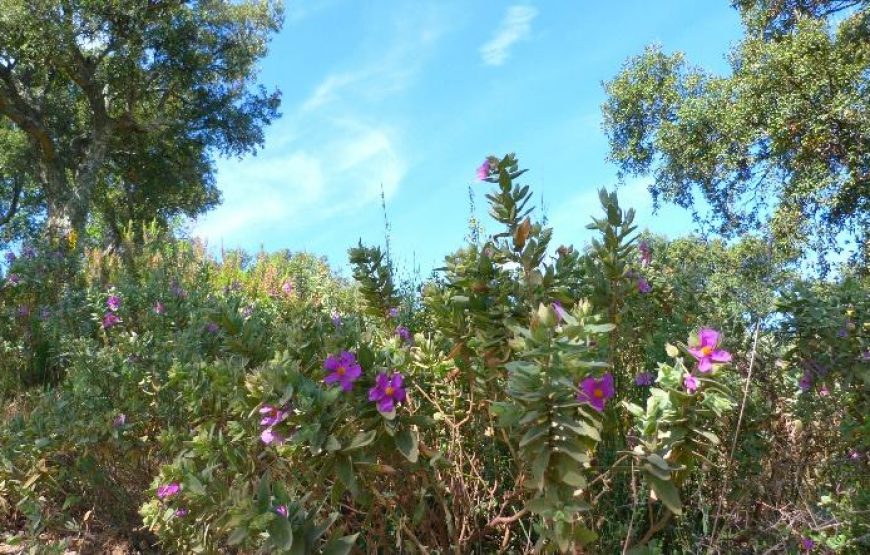 Randonnée botanique aux environs de Calce –  ½ journée