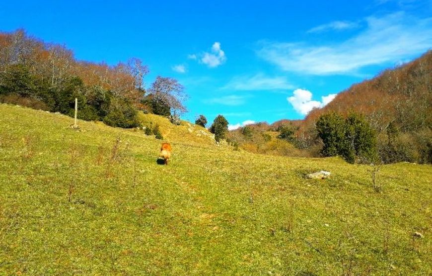 Randonnée botanique aux environs du Bugarach – 1 journée