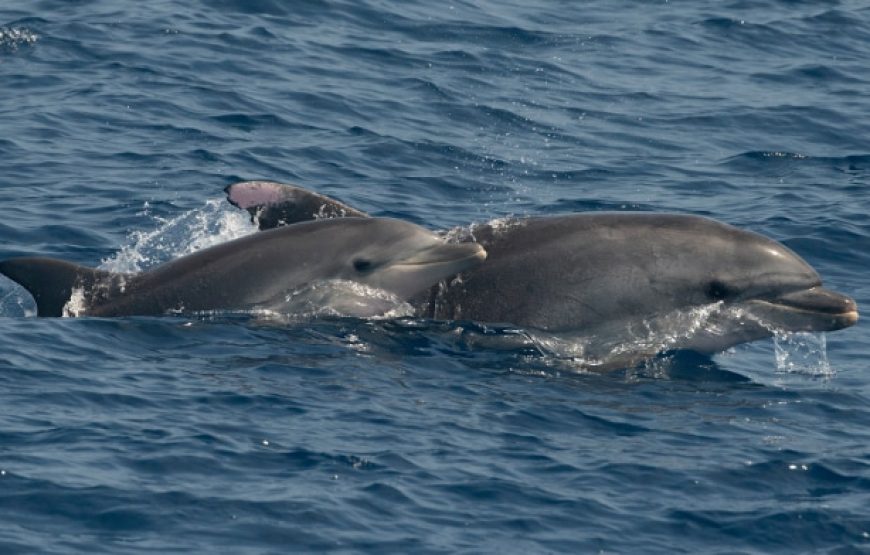 Balade en bateau à la découverte des dauphins : Cap sur la côte Vermeille !