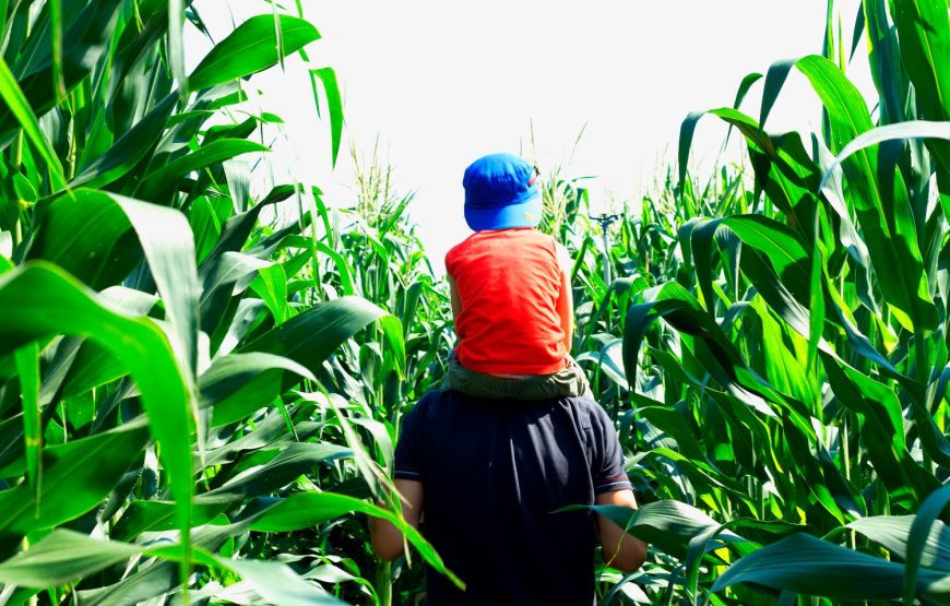 Parcs et labyrinthes pour toute la famille