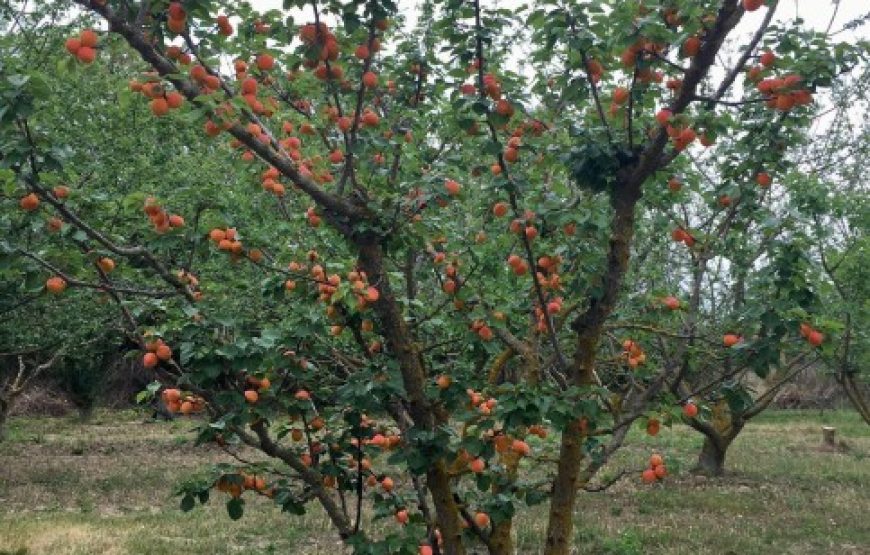 Découverte et cueillette à l’arboretum de Canet-en-Roussillon !