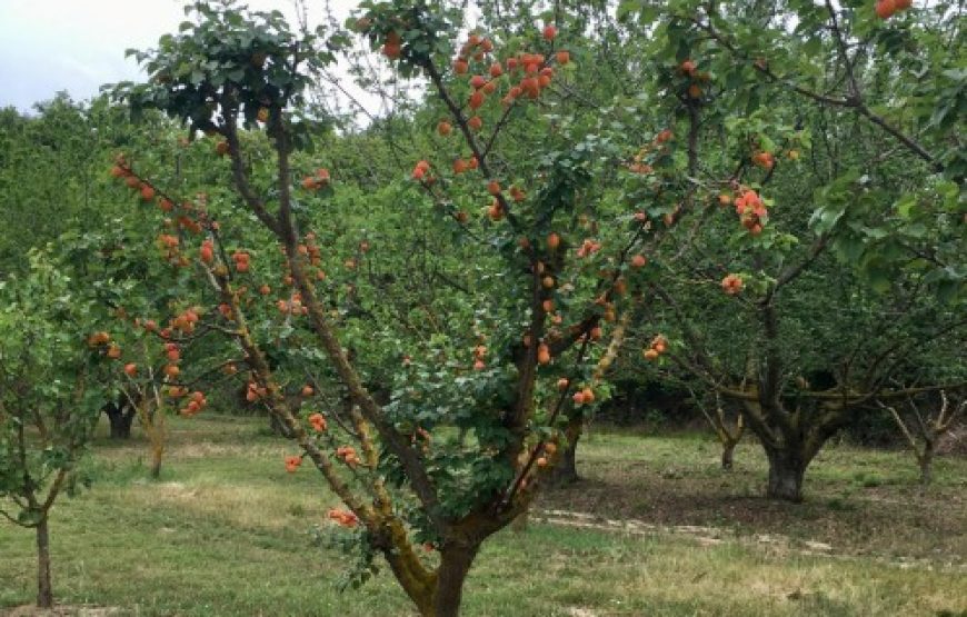 Découverte et cueillette à l’arboretum de Canet-en-Roussillon !