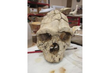 objet collection préhistoire Tautavel crâne