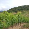 balade vigneronne Pyrénées Orientales